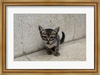 Framed Cute kitten on the streets of Old Havana, Havana, Cuba