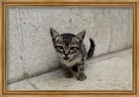 Framed Cute kitten on the streets of Old Havana, Havana, Cuba