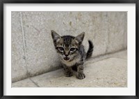 Framed Cute kitten on the streets of Old Havana, Havana, Cuba