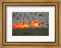 Framed Mexican Free-Tailed Bats, Concan, Texas, USA