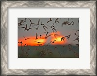 Framed Mexican Free-Tailed Bats, Concan, Texas, USA