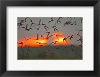 Framed Mexican Free-Tailed Bats, Concan, Texas, USA