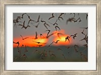 Framed Mexican Free-Tailed Bats, Concan, Texas, USA