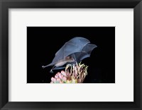 Framed Leafnosed Fruit Bat, Arizona, USA