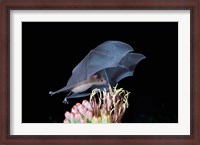 Framed Leafnosed Fruit Bat, Arizona, USA