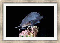 Framed Leafnosed Fruit Bat, Arizona, USA