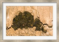 Framed Bat wildlife, Cave, Ankarana NP, Madagascar