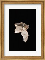 Framed Evening Bat leaving Day roost in tree hole, Texas