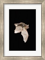 Framed Evening Bat leaving Day roost in tree hole, Texas