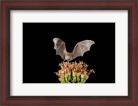 Framed Lesser Long-nosed Bat, Tuscon, Arizona