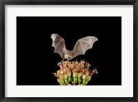 Framed Lesser Long-nosed Bat, Tuscon, Arizona