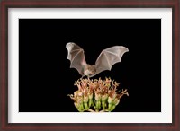 Framed Lesser Long-nosed Bat, Tuscon, Arizona