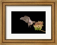 Framed Lesser Long-nosed Bat