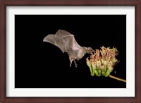 Framed Lesser Long-nosed Bat