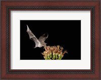 Framed Mexican Long-tongued Bat, Agave Blossom, Arizona