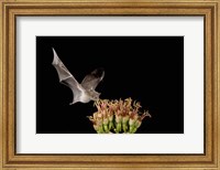 Framed Mexican Long-tongued Bat, Agave Blossom, Arizona