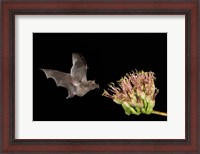 Framed Mexican Long-tongued Bat