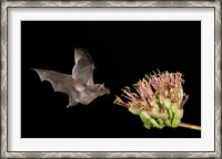 Framed Mexican Long-tongued Bat