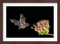 Framed Mexican Long-tongued Bat