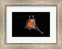 Framed Fishing Bat, Iwokrama Forest Reserve, Guyana