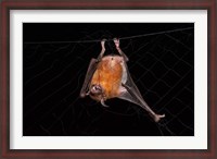 Framed Fishing Bat, Iwokrama Forest Reserve, Guyana