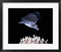 Framed Leafnosed fruit bat, agave, Tucson, Arizona, USA