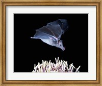 Framed Leafnosed fruit bat, agave, Tucson, Arizona, USA