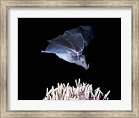 Framed Leafnosed fruit bat, agave, Tucson, Arizona, USA