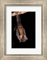 Framed USA, Pennsylvania, Giant Fruit Bat