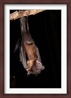 Framed USA, Pennsylvania, Giant Fruit Bat