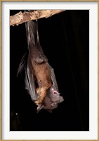 Framed USA, Pennsylvania, Giant Fruit Bat