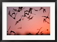 Framed Mexican Free-tailed Bats emerging from Frio Bat Cave, Concan, Texas, USA