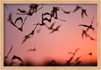 Framed Mexican Free-tailed Bats emerging from Frio Bat Cave, Concan, Texas, USA