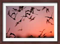 Framed Mexican Free-tailed Bats emerging from Frio Bat Cave, Concan, Texas, USA