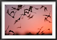 Framed Mexican Free-tailed Bats emerging from Frio Bat Cave, Concan, Texas, USA