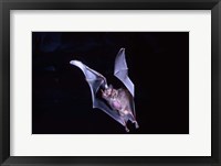 Framed Leaf-nosed Fruit Bat wildlife