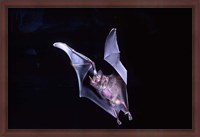 Framed Leaf-nosed Fruit Bat wildlife