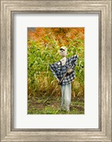 Framed New York, Cooperstown, Farmers Museum Fall cornfield with scarecrow