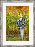 Framed New York, Cooperstown, Farmers Museum Fall cornfield with scarecrow