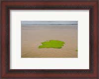 Framed Brazil, Amazon, Manaus The Meeting of the Waters Floating plant mat