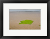 Framed Brazil, Amazon, Manaus The Meeting of the Waters Floating plant mat