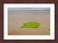 Framed Brazil, Amazon, Manaus The Meeting of the Waters Floating plant mat