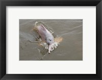 Framed Brazil, Amazonas, Rio Tapajos Freshwater pink Amazon dolphin