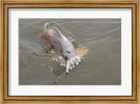 Framed Brazil, Amazonas, Rio Tapajos Freshwater pink Amazon dolphin
