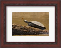 Framed Turtle Atop Rock with Butterfly on its Nose, Madre de Dios, Amazon River Basin, Peru