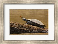 Framed Turtle Atop Rock with Butterfly on its Nose, Madre de Dios, Amazon River Basin, Peru