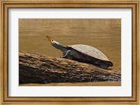 Framed Turtle Atop Rock with Butterfly on its Nose, Madre de Dios, Amazon River Basin, Peru