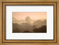 Framed Mist over Canopy, Amazon, Ecuador