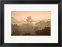 Framed Mist over Canopy, Amazon, Ecuador