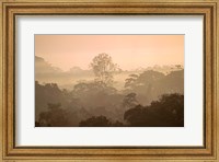 Framed Mist over Canopy, Amazon, Ecuador